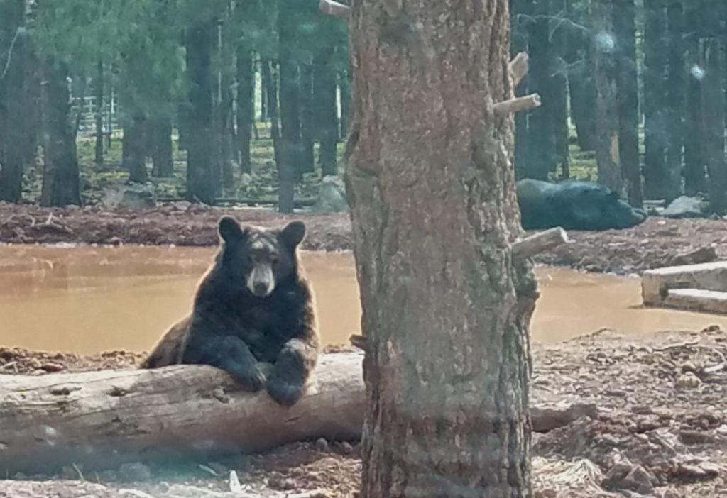 Adventures at Bearizona Bears