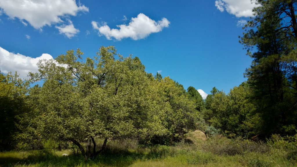 Becoming an Outdoors Woman in Arizona September 2018 Camp Overview trees
