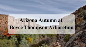 Arizona Autumn at Boyce Thompson Arboretum Forever Sabbatical
