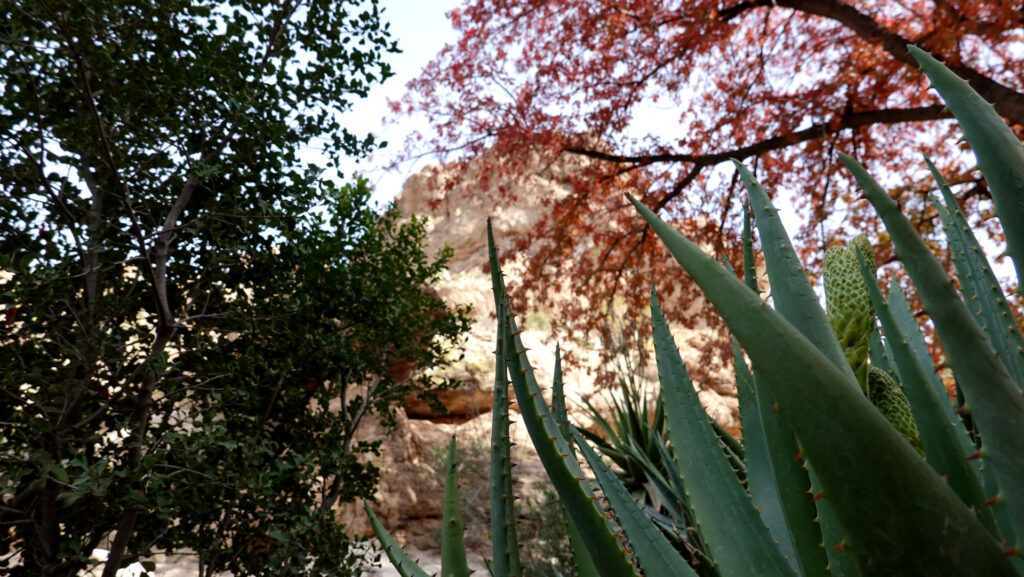 Arizona Autumn Forever Sabbatical fall cactus