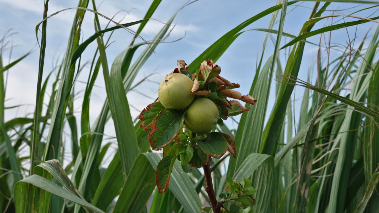 Queen Creek Botanical Gardens Arizona