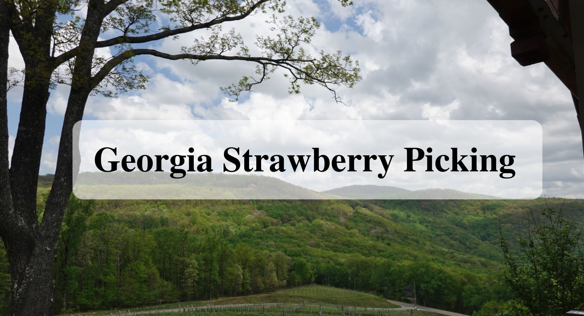 Georgia Strawberry Picking
