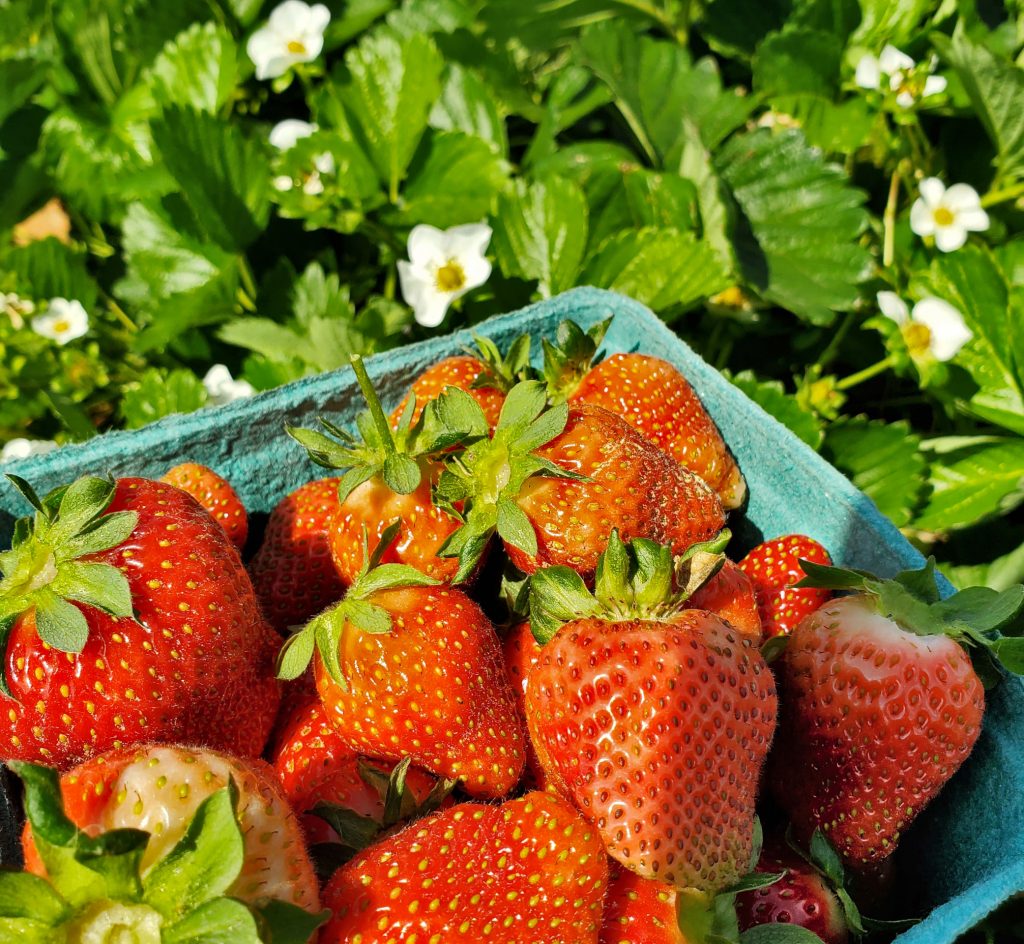 Strawberries_in_basket_Strawberry Picking Forever Sabbatical