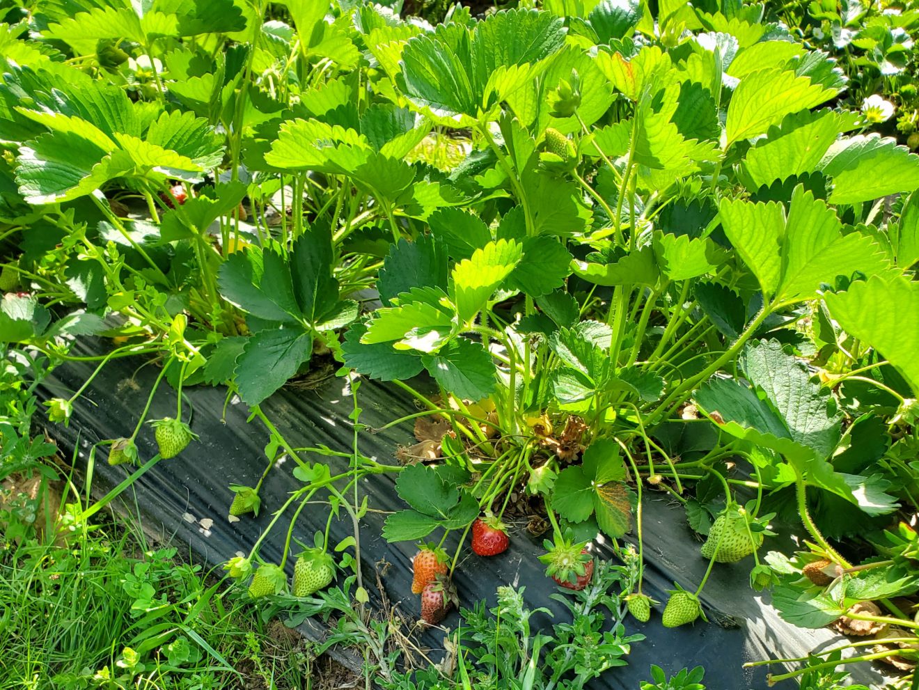 Strawberry Picking Forever Sabbatical