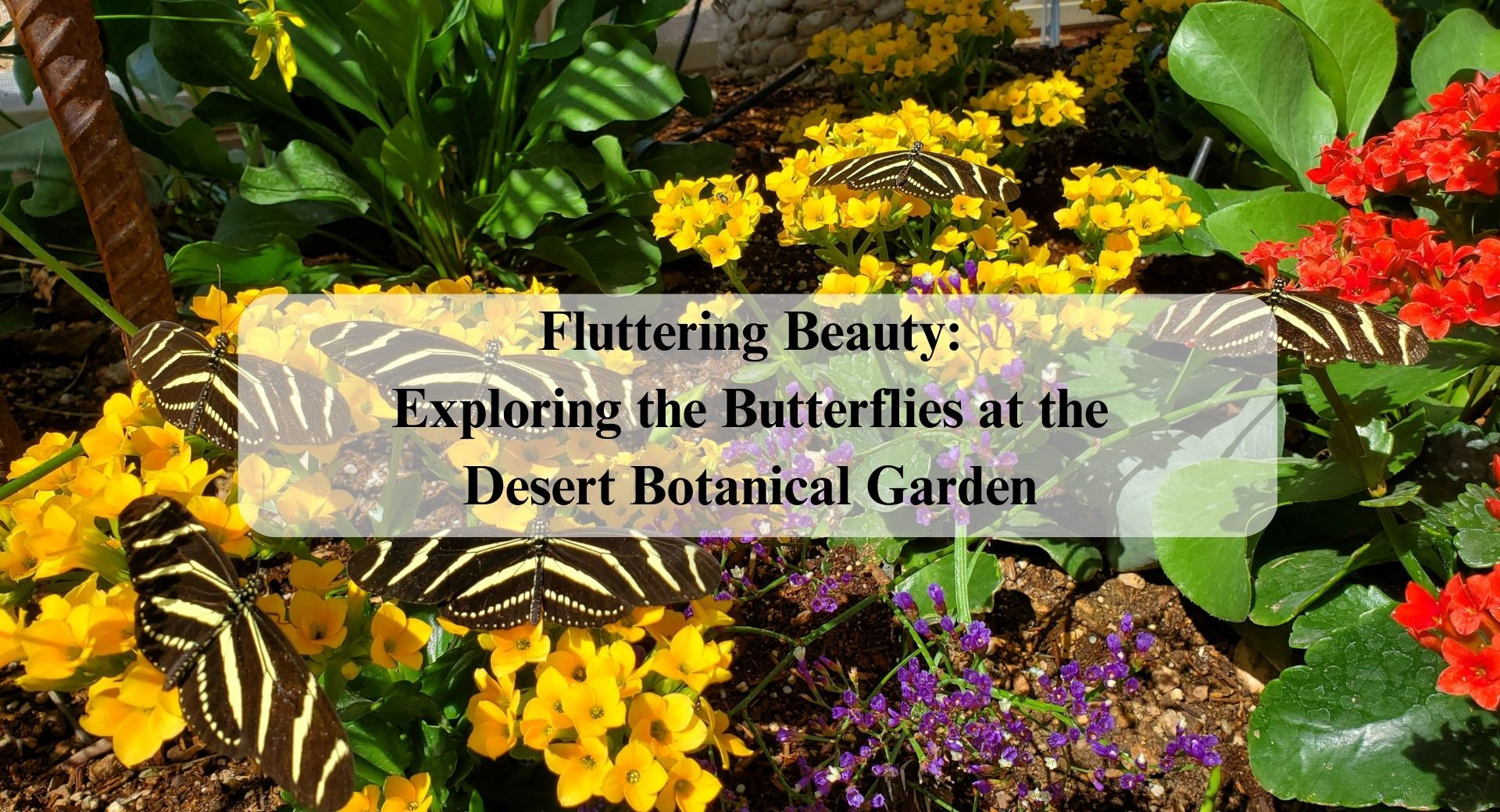 Fluttering Beauty Exploring Desert Botanical Garden