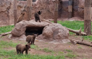 Adventures at Bearizona Cubs