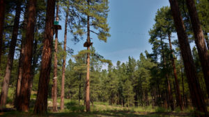 5 Tips for Arizona Zip Line Adventure tree stands
