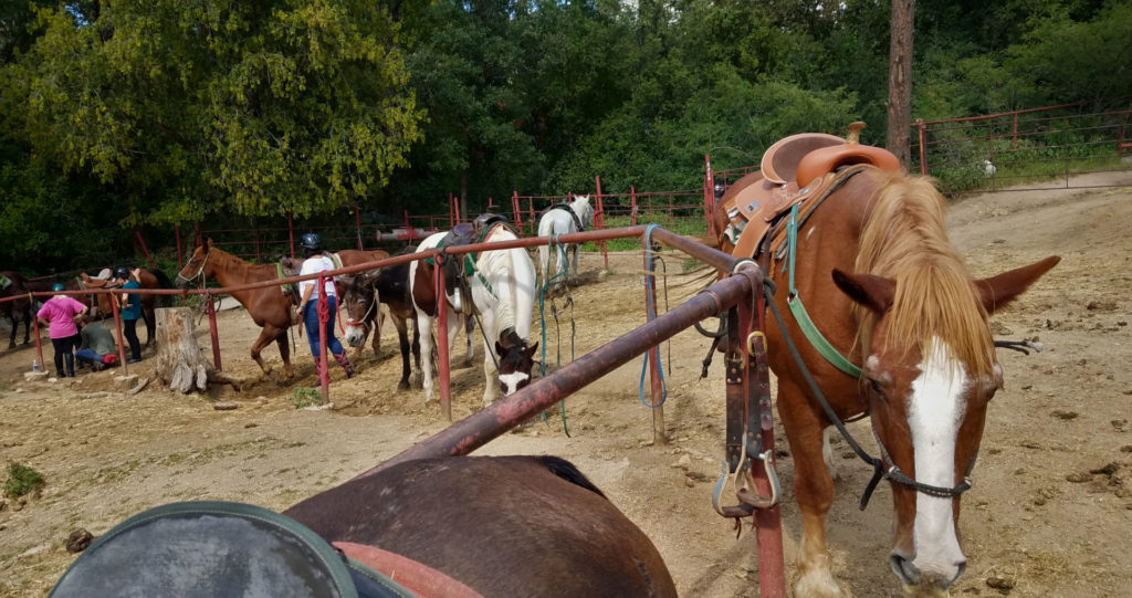 6 Tips for #PlanForVacation January 29th, 2019 Horsemanship