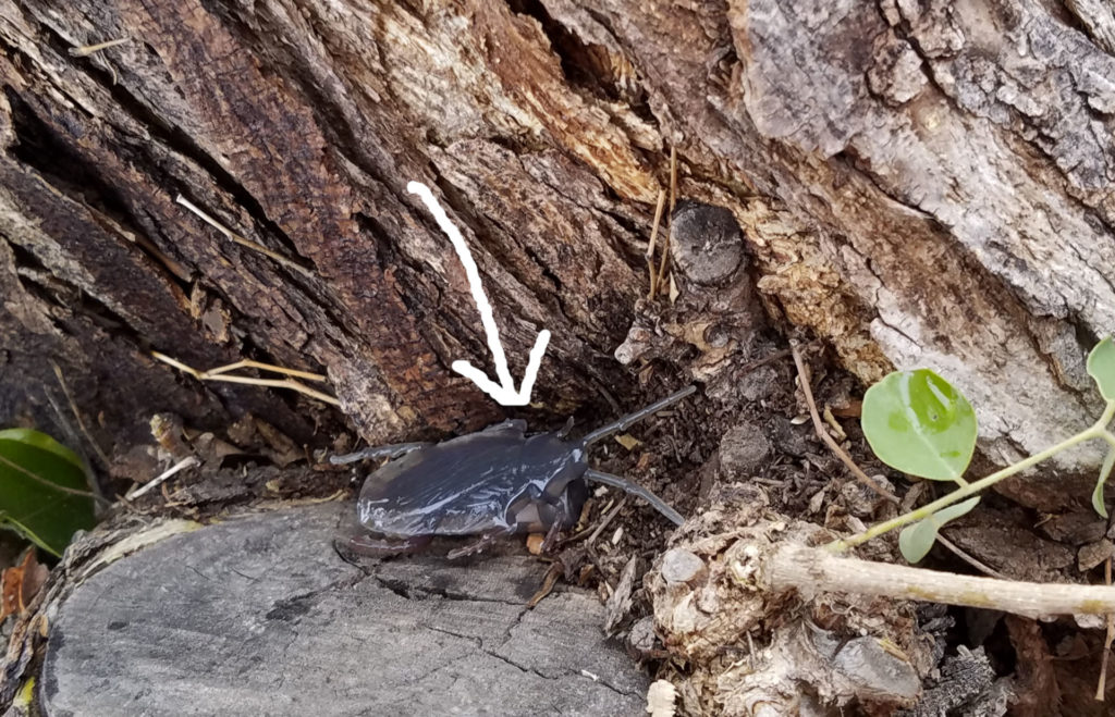 Geocaching in Arizona hiding under fake bug