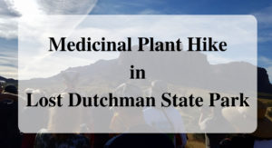 Medicinal Plant Hike in Lost Dutchman State Park
