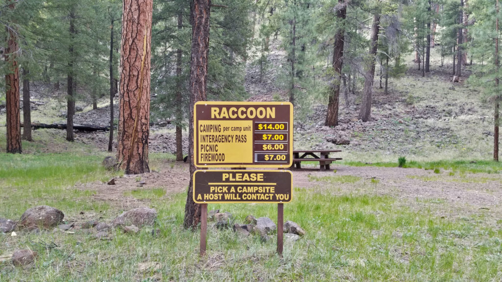 Black River in Arizona Forever Sabbatical Raccoon