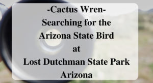-Cactus Wren- Searching for the Arizona State Bird at Lost Dutchman State Park Arizona Forever Sabbatical