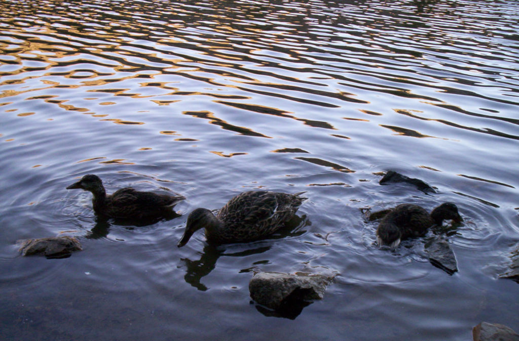 ducks-June-Lake-Forever-sabbatical
