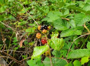 Berries Blackberry Picking, Forever sabbatical
