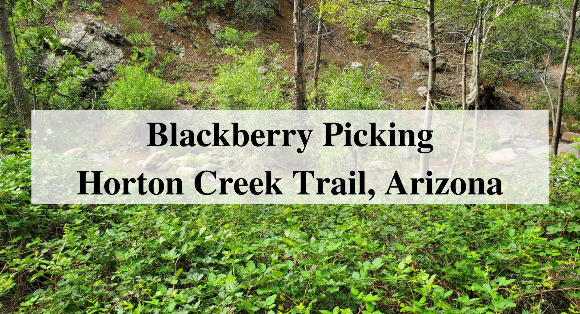 Blackberry Picking at Horton Creek Trail, Arizona