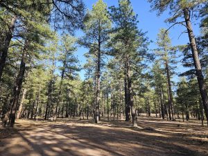 Wild Camping New Mexico