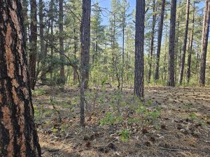 campsite Quaking Aspen Dispersed Camping New Mexico