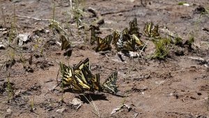 Miller Creek Campground Colorado butterflies