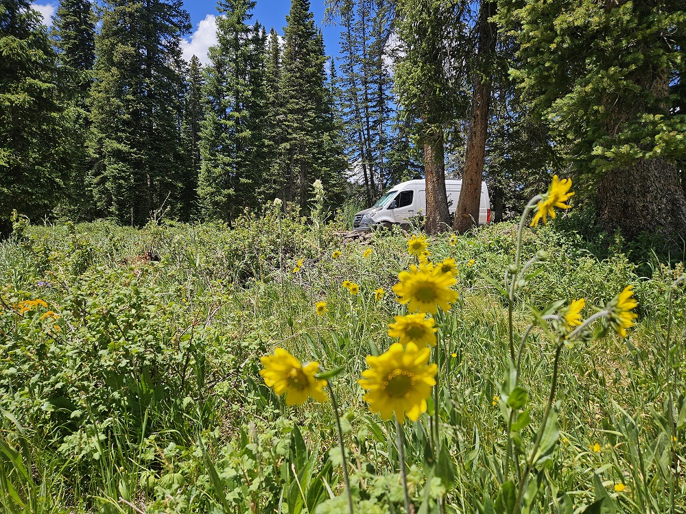 Reed Reservoir Wild Flowers