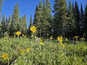 Reed Reservoir Boondocking