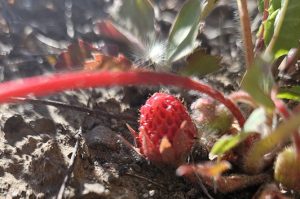 Strawberries and a Colored Pencil