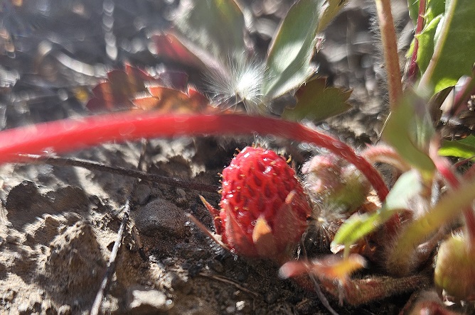 Strawberries and a Colored Pencil