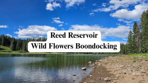 Reed Reservoir Wild Flowers Boondocking